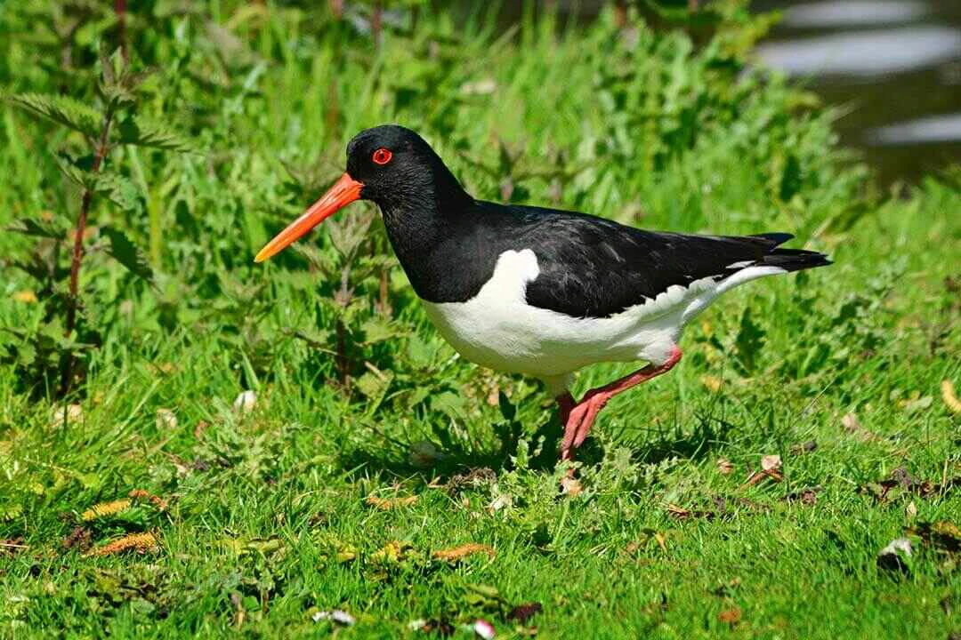 Eurasian Oystercatcher